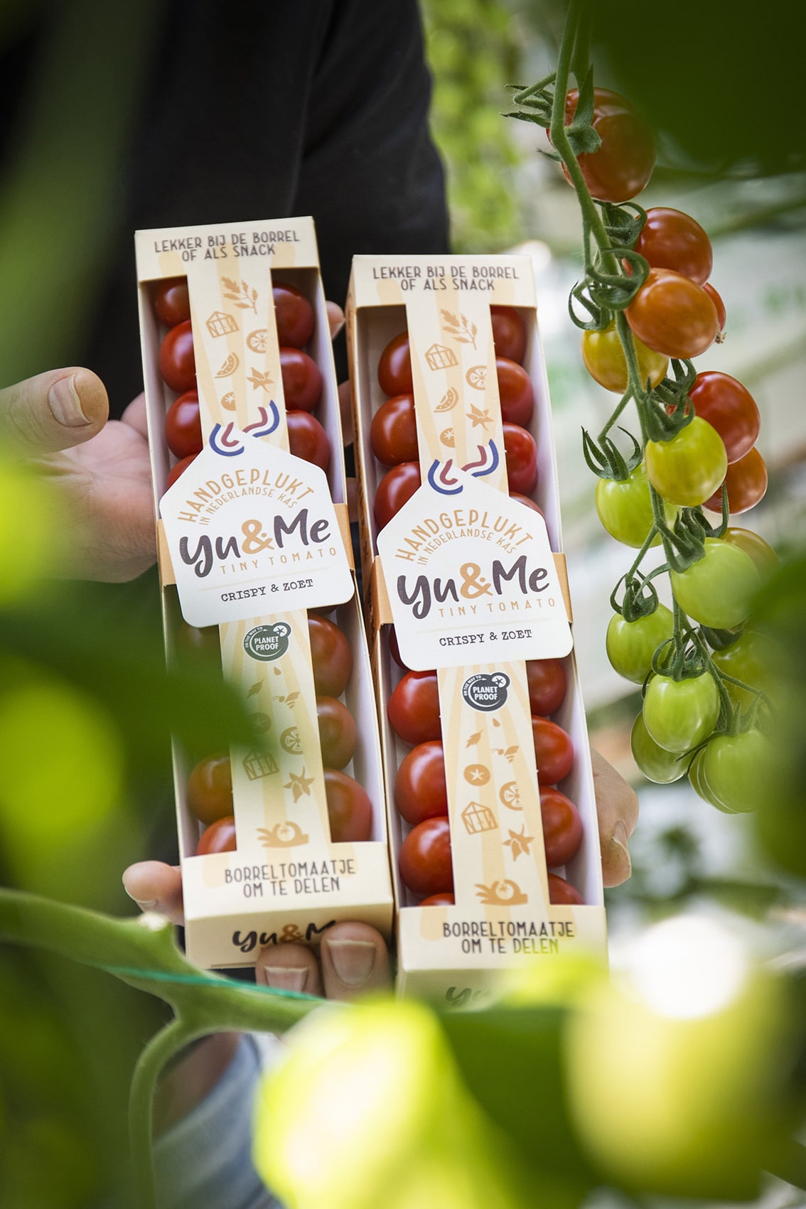 Ontwerp van merk en verpakking voor tomaten in retail. Duurzaam productmerk